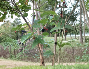 Florida Everbearing Black Mulberry Rooted Cuttings 2 Pack, 6-Inch Bare Root Morus Fruit Tree for Backyard or Container Planting
