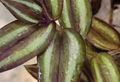 Rooted Tradescantia Zebrina Inch Plant Cuttings Set of 3 - Live Houseplants for Indoor Containers