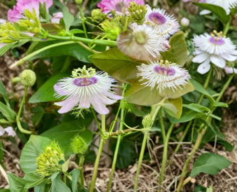 Passiflora Vine Cuttings 50 Unrooted Climbing Passionflower Plant Stems for Garden, Butterfly, Fence, Trellis