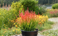Euphorbia Tirucalli Sticks on Fire Cuttings – 4 Live Unrooted Succulent Propagation Sticks, Ornamental Shrub, Bright Colorful Stems