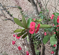 Hot Pink Crown of Thorns Cutting | Euphorbia milii Succulent Live Plant Propagation | Flowering Succulent for Containers & Sun