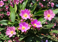 Pereskia grandifolia Seeds 10 Pack - Rose Cactus Leafy Ornamental Plant for Growing in Garden or Container