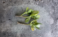 Succulent Plant Cuttings – 4-6 Inch Crassula ovata Jade Plant Propagation Stems Set of 2