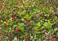 Highbush Cranberry Cuttings Viburnum trilobum Berry Shrub for Propagation, Cold Hardy Zone 3, Deciduous, Red Berries