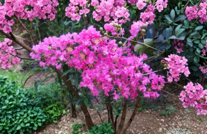 Pink Crepe Myrtle Trees 2 Live Rooted Plants Heirloom Pink Flowering Tree Lagerstroemia indica