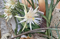 White Flower Epiphyllum Ophelia Orchid Cactus Cutting 8-10 Inches Unrooted Propagation Epiphyllum