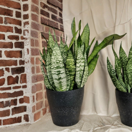 Live Rooted Snake Plant Cutting - Sansevieria trifasciata Indoor Houseplant, Green Striped Foliage, Easy Care