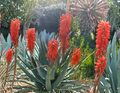 Aloe × principis Unrooted Cutting - Succulent Propagation for 1-Gallon Pot, Hybrid Aloe, Green Foliage
