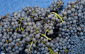 Pinot Noir Grape Vine Cuttings – Unrooted Vitis vinifera for Propagation, Climbing Vine, Full Sun, Well-Draining Soil
