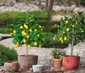 Live Meyer Lemon Tree - 16-24 Inch Potted Citrus Plant for Garden & Containers - Citrus × meyeri
