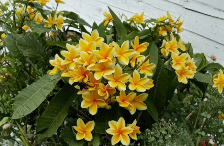 Rare Bali Yellow Plumeria Cuttings – 2 Branches, Tropical Frangipani Live Plant Stems for Propagation, Yellow Flowers, Garden, Patio