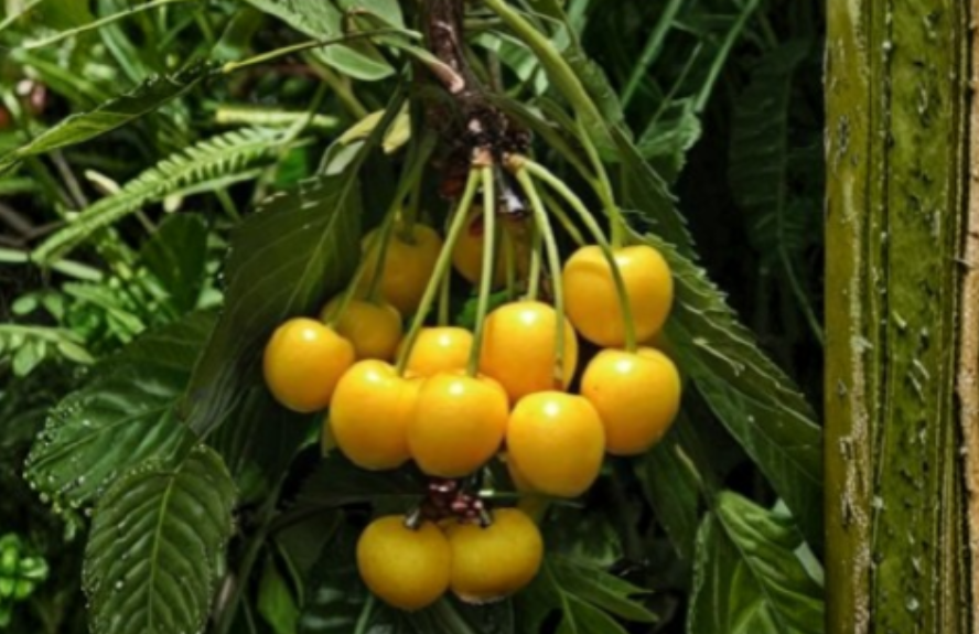 Yellow Cherry Donnisens Unrooted Cuttings – Prunus avium, Sweet Fruit Tree Propagation, Grafting, Deciduous, Full Sun