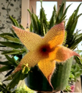 Stapelia grandiflora Succulent Cuttings Set of 2 - Starfish Plant, Carrion Plant, Unrooted Stems for Propagation