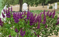 Congo Lilac Shrub Starter Plant Syringa vulgaris Deep Purple Flowering Deciduous Live Plant