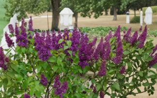 Congo Lilac Shrub Starter Plant Syringa vulgaris Deep Purple Flowering Deciduous Live Plant