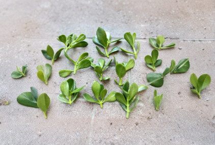 Jade Plant Succulent Cuttings 3-5 Inches Crassula ovata Live Plant Propagation