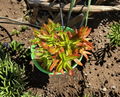 Crassula capitella Campfire Succulent Cuttings 8 Pack 1-2 Inch Unrooted Stems Red Green Propagation