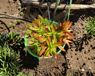 Crassula capitella Campfire Succulent Cuttings 8 Pack 1-2 Inch Unrooted Stems Red Green Propagation