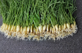 Lemongrass Stalks 10 Count Live Starter Plants Cymbopogon citratus for Outdoor Garden, Culinary & Ornamental Use