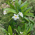 White Hawaiian Frangipani Plumeria Cutting 12-Inch Unrooted Tropical Flowering Plant