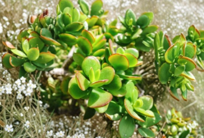 Miniature Pine Jade Succulent Cuttings Set of 10, Crassula tetragona, Unrooted Live Plant Propagation Material