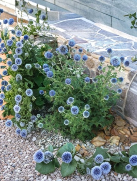Echinops Blue Glow Globe Thistle Live Plant Rooted Plug 2-4 Inches Perennial Blue Flowers Silvery Green Foliage
