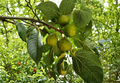 White Kadota Fig Tree Cuttings 3 Pack Ficus carica Dormant Hardwood for Grafting & Rooting, Home Orchard Fruit Plant