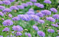 Scabiosa Pincushion Flower Starter Plant Perennial Garden Border Plant, Full Sun, Well-Draining Soil
