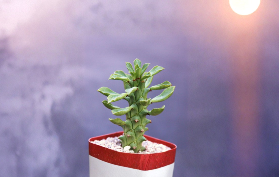 Monadenium Guentheri Rooted Plant 2-Inch Caudex Succulent for Bonsai & Collection Euphorbia