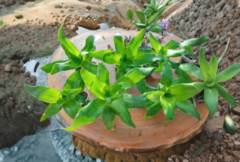 Callisia Fragrans Live Plant Pair | Tropical Foliage, Green Trailing Houseplants, Commelinaceae