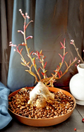 Monadenium Rubellum Seeds 10 Pack | Caudex Succulent for Bonsai & Container | Euphorbia rubellum Plant