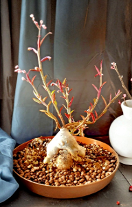 Monadenium Rubellum Seeds 10 Pack | Caudex Succulent for Bonsai & Container | Euphorbia rubellum Plant