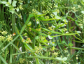 Cissus Quadrangularis Cuttings 1 ft Trailing Vine Plant Veldt Grape Unrooted Clippings