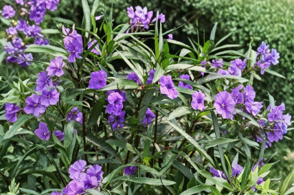 Bare Root Mexican Petunia Plants, Purple Flowering Perennials, Ruellia simplex, Garden & Container Plants