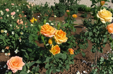 Gold Medal Rose Cuttings - 3 Unrooted Hybrid Tea Stems with Yellow-Orange Blooms for Grafting & Propagation