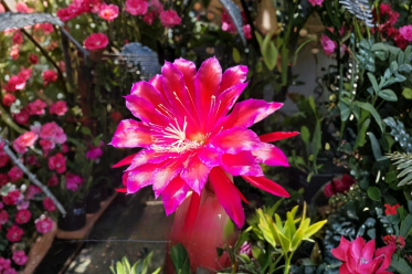 Epiphyllum Ferris Wheel Cutting 8-10 Inch Unrooted Orchid Cactus Stem for Hanging Baskets, Bright Indirect Light
