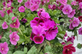 Martha Washington Geranium Cuttings 6 Pelargonium × domesticum Regal Flower Stems for Propagation