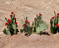 Opuntia Fruit Punch Hybrid Prickly Pear Cactus Pad Cutting for Propagation, Succulent, Desert Garden Plant