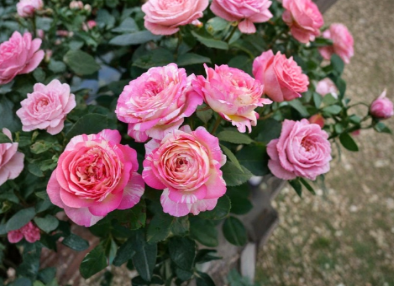 Marc Chagall Rose Cuttings – 3 Unrooted Grafting or Rooting Live Plant Rosa ‘Marc Chagall’