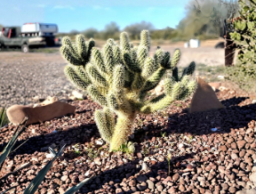Teddy Bear Cholla Cuttings Cylindropuntia Bigelovii 2 Pack Unrooted Cactus for Propagation