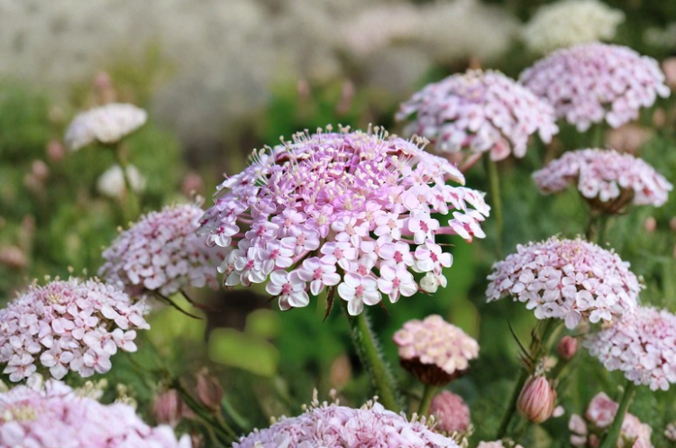 Pink Lace Flower Seeds, Trachymene coerulea, Soft Pink Blooms, Annual Cut Flower Garden Seeds, 50 Pack