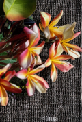 Candy Stripe Plumeria Cuttings 8-11 Inches Unrooted Frangipani Stems for Propagation, Tropical Flowering Tree