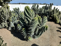 Spiral Tornado Cactus Live Plant 1 Gallon Pot, Cereus forbesii, Twisted Columnar Succulent for Indoor & Outdoor Gardens