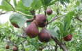 Ficus Carica Olympian Fig Tree Live Fruiting Backyard Tree for Garden or Container USDA Zones 6–9
