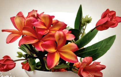 Plumeria Cutting Col’s Cooktown Sunset Tropical Frangipani Unrooted Plant for Propagation