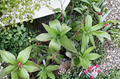 Unrooted Callisia Fragrans Basket Plant Cutting for Indoor Propagation Houseplant