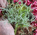 White Santolina Cuttings, Evergreen Herb, Drought-Tolerant, Santolina chamaecyparissus, Small Shrub for Borders & Hedges