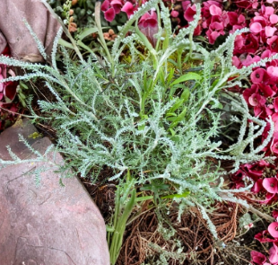 White Santolina Cuttings, Evergreen Herb, Drought-Tolerant, Santolina chamaecyparissus, Small Shrub for Borders & Hedges