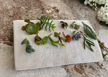 Assorted Succulent and Cactus Cuttings 12 Pack Unrooted Garden Starter Plants Mixed Varieties