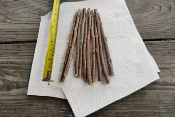 Unrooted Fuyu Persimmon Tree Cuttings Set of 10 for Grafting, Diospyros kaki ‘Fuyu’, 8-Inch Dormant Scion Wood